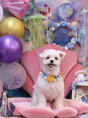 20240824まるちゃん